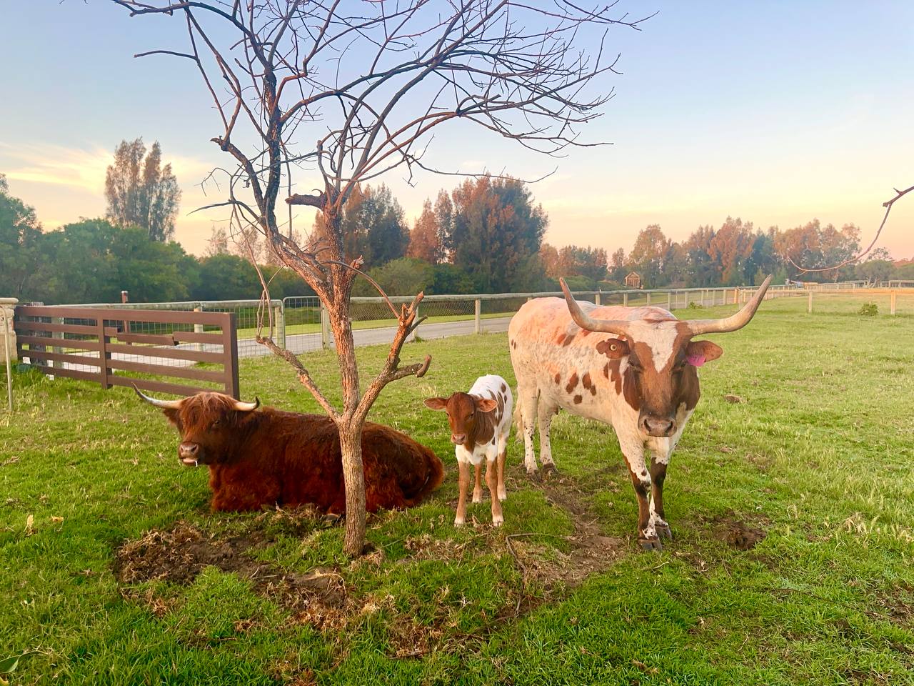 Cattle under tree