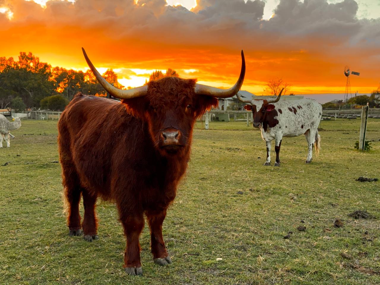 Highland at sunset