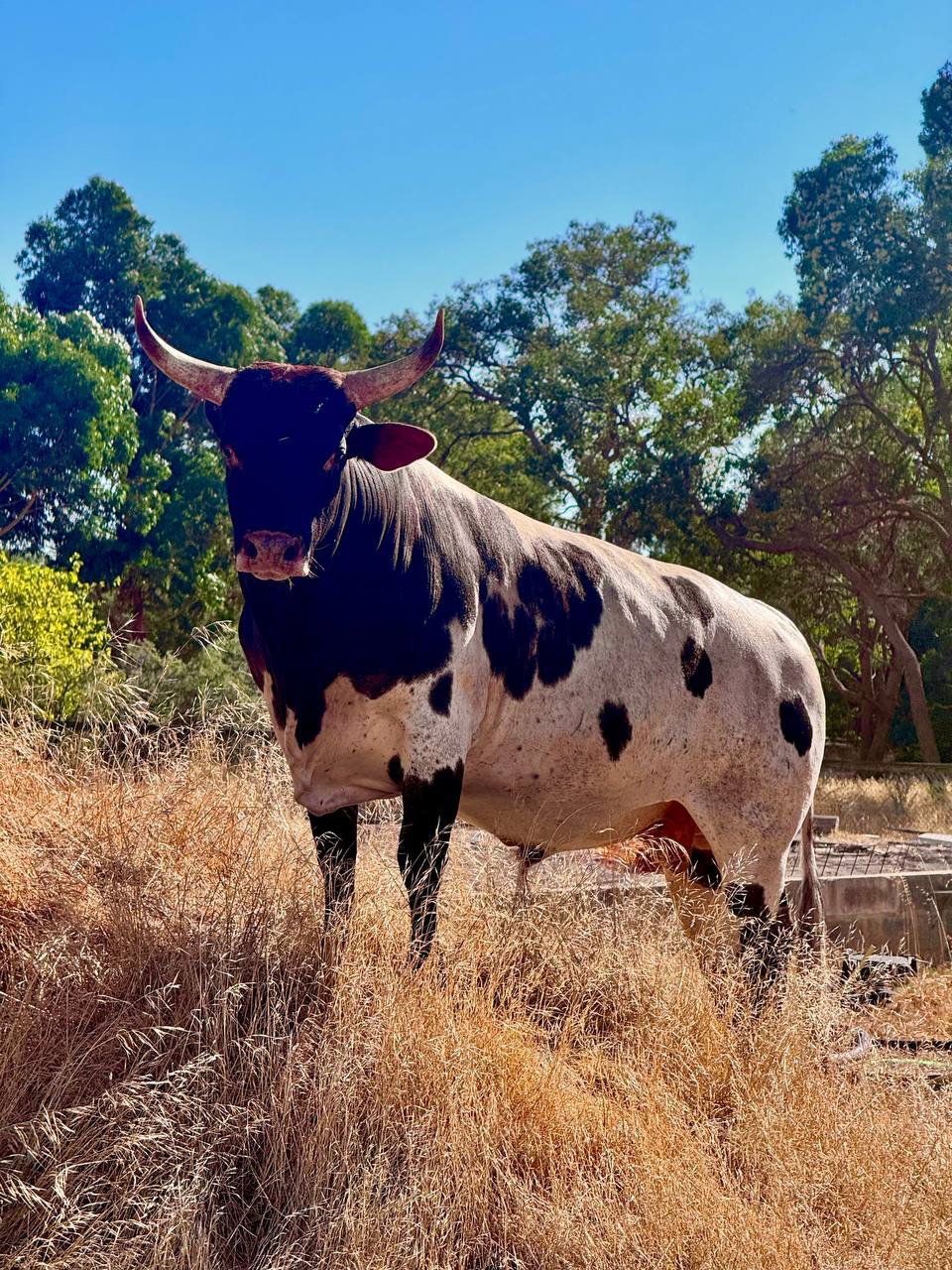 Longhorn portrait
